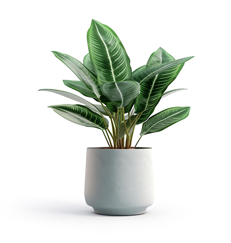 Store house plant.jpg