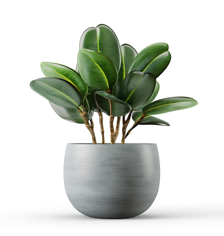 Store outdoor plant.jpg