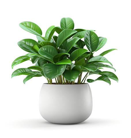 Store succulents.jpg